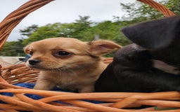 Chihuahua perros en venta: Chihuahuas toy cabeza de manzana - Imagen 17