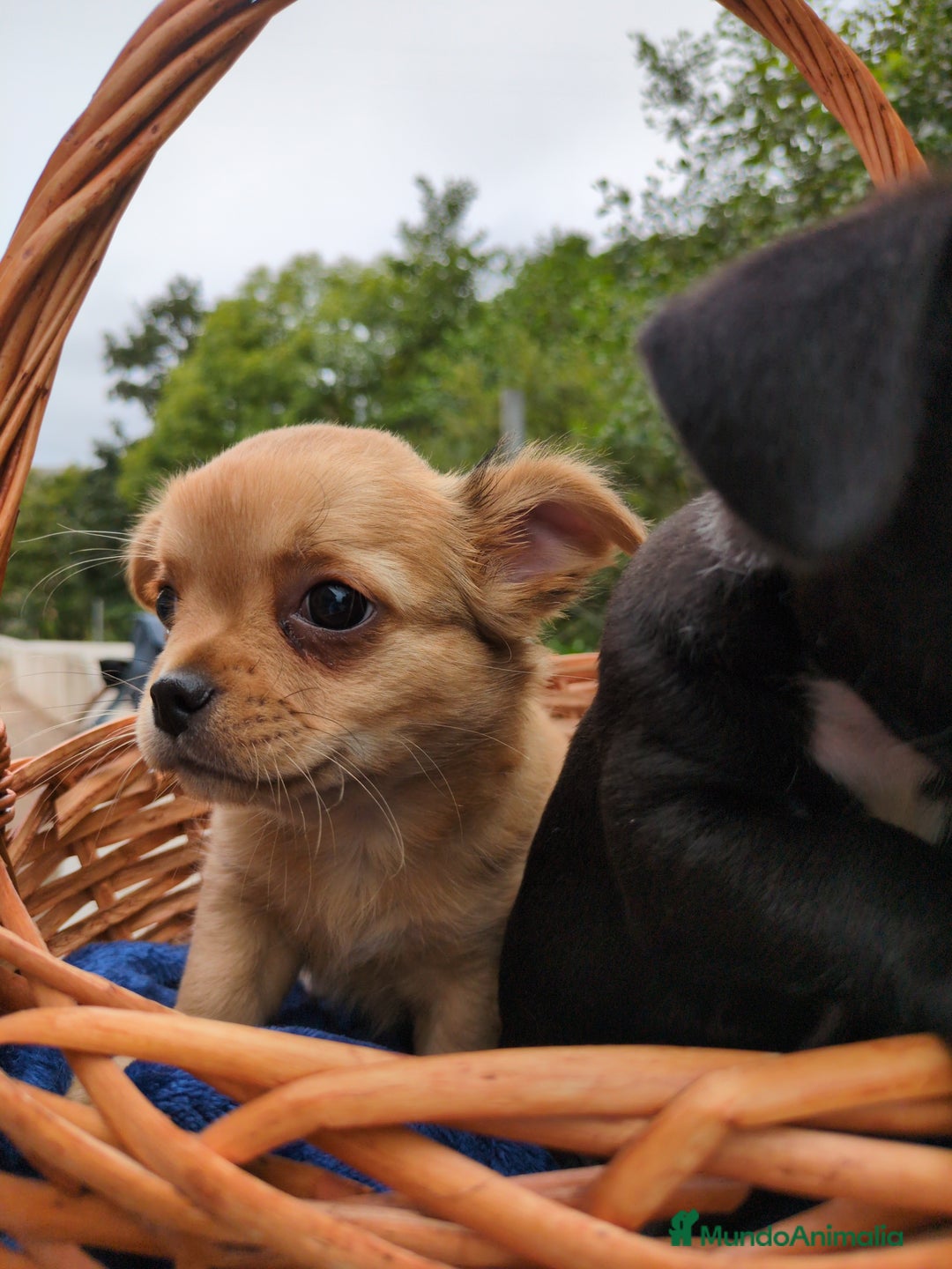 Chihuahua perros en venta: Chihuahuas toy cabeza de manzana - Imagen 17