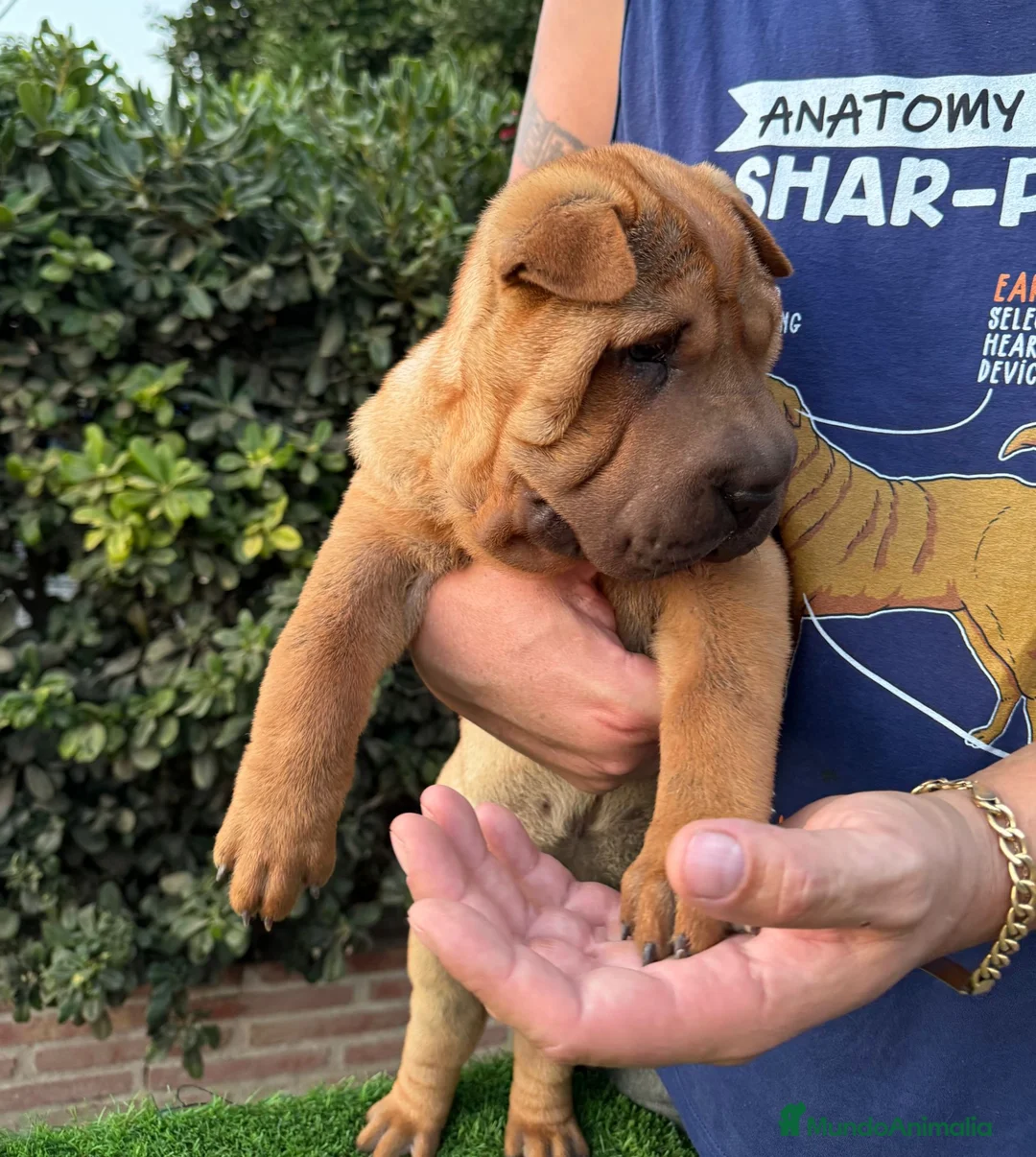 Shar Pei perros en venta: LOS MEJORES SHAR PEI  en Málaga - Anuncio 3