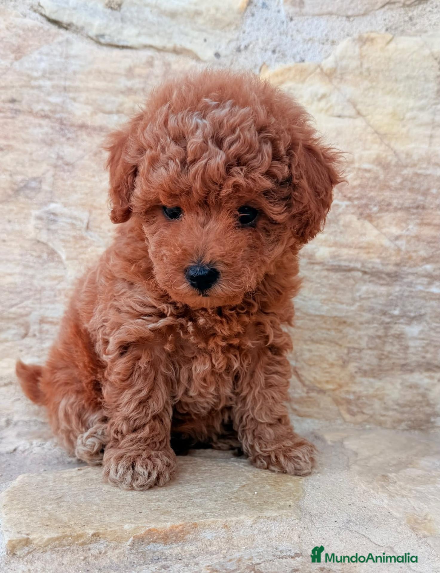 Caniche Toy perros Caniche toy - Anuncio 2