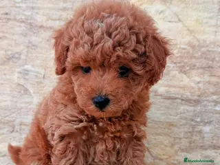 Caniche Toy perros Caniche toy - Anuncio 6