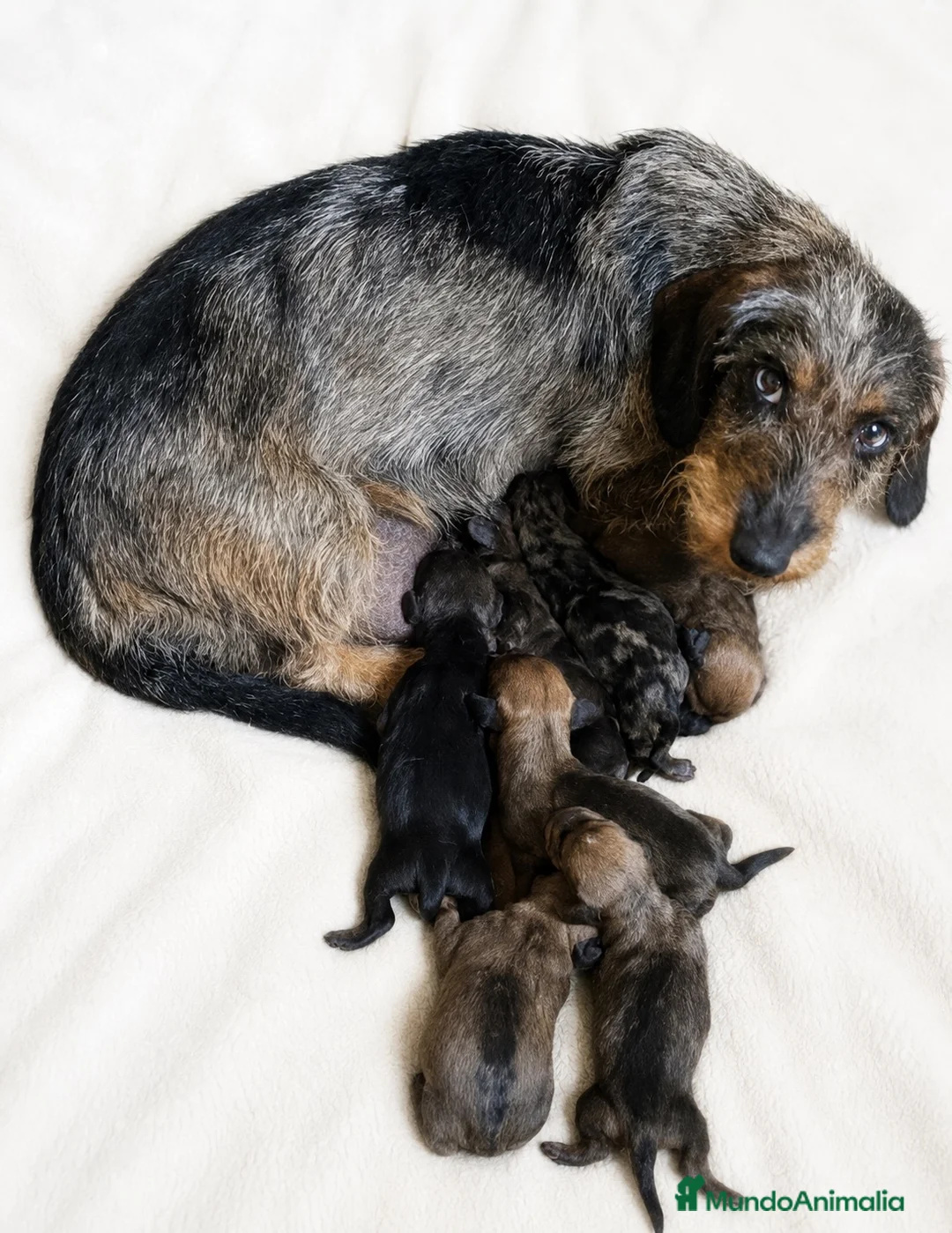 Teckel Miniatura perros en venta: TECKEL PELO DURO MINIATURA IMPRESIONANTES - Anuncio 2