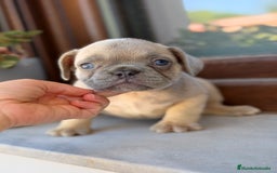 Bulldog Francés perros en venta: Bulldog francés exóticos  - Imagen 3