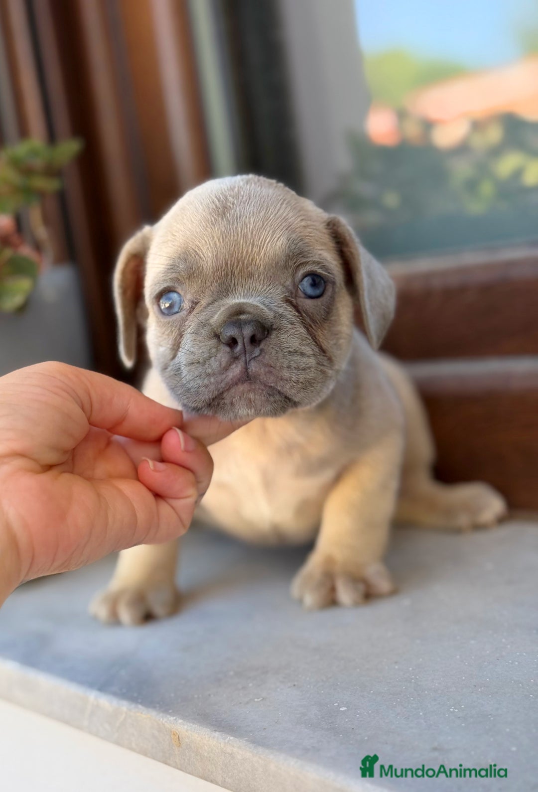 Bulldog Francés perros en venta: Bulldog francés exóticos  - Imagen 3