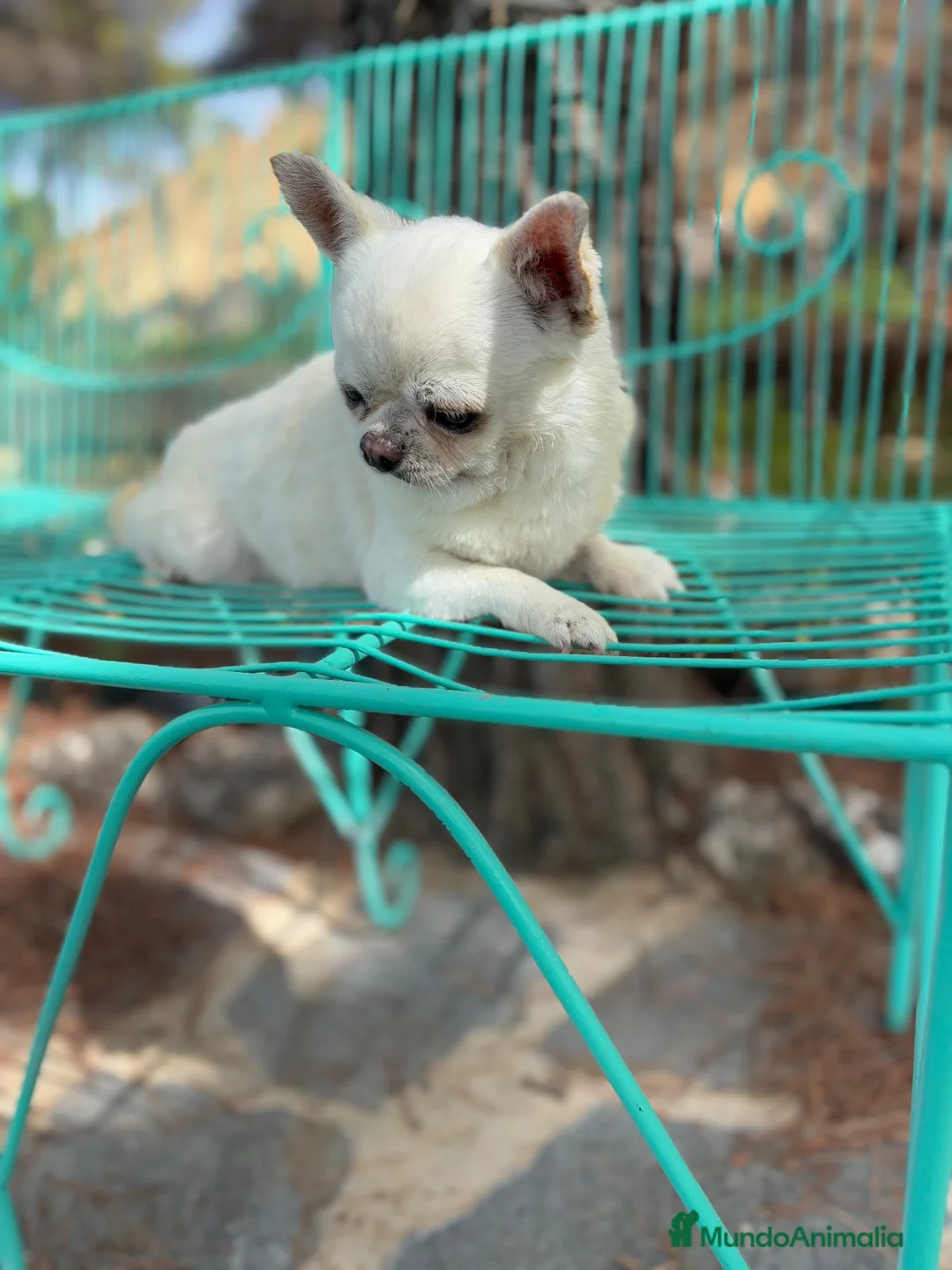 Chihuahua perros en venta: Chihuahua líneas rusas muy bonitos  - Anuncio 2