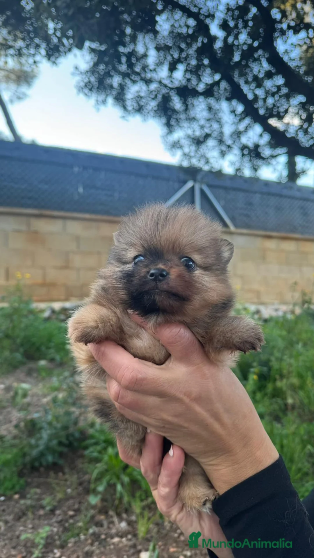 Pomerania perros en venta: Pomerania mini  - Anuncio 2