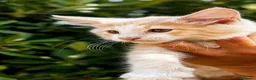 Bosque de Noruega gatos en venta: Bosques de Noruega  - Anuncio 36