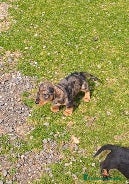 Teckel perros Teckel - Anuncio 17