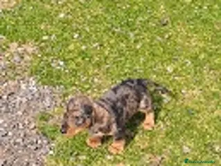 Teckel perros Teckel - Anuncio 17