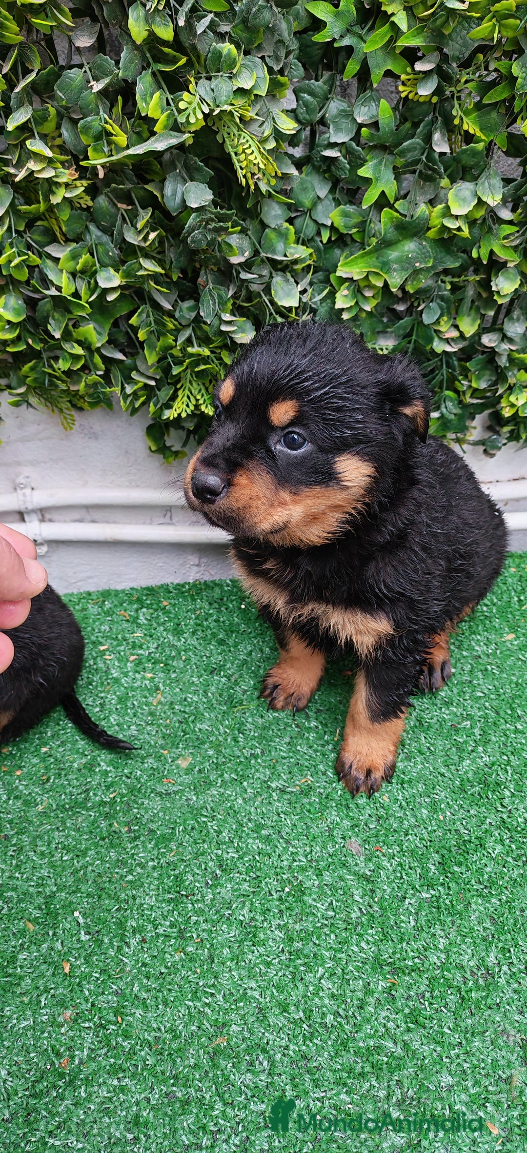 Rottweiler perros en venta: Camada de Rottwailer en Toledo - Anuncio 14
