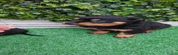 Rottweiler perros en venta: 2 Últimos machos de Rottwailer - Anuncio 14