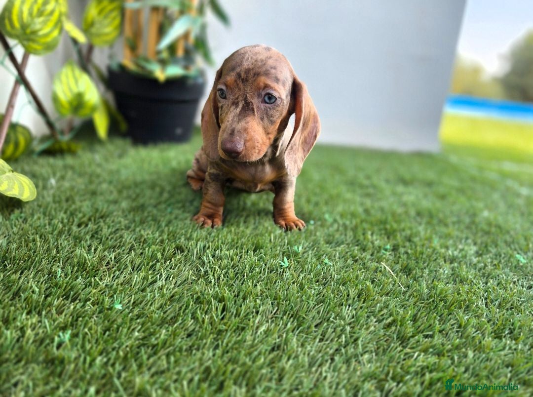 Teckel Miniatura perros TECKEL MINIATURA  - Anuncio 1