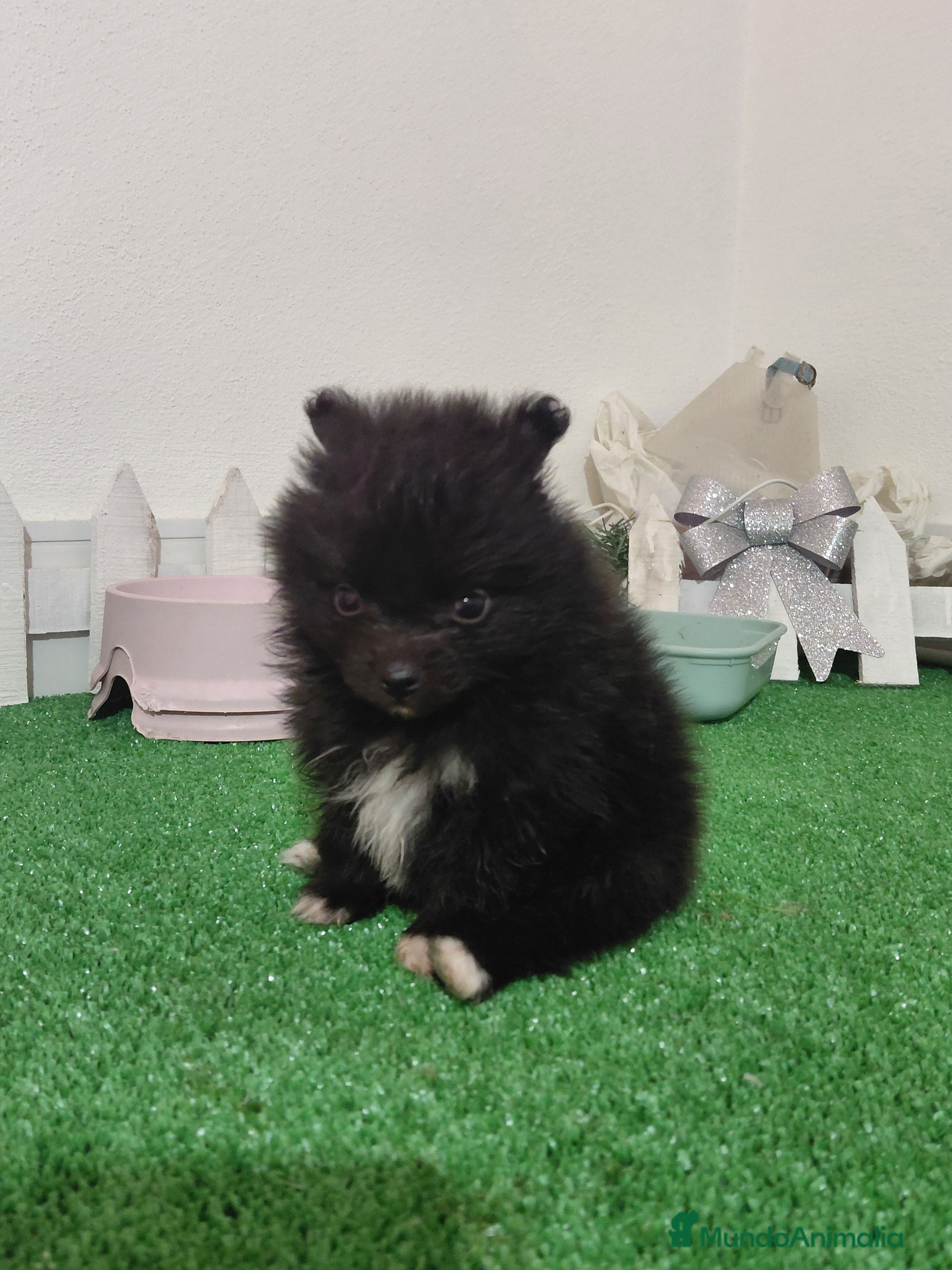 Pomerania perros Pomeranias - Anuncio 8