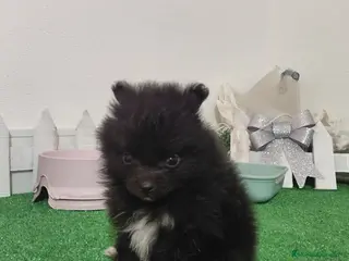 Pomerania perros Pomeranias - Anuncio 8