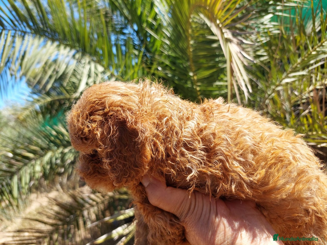 Caniche Toy perros en venta: CANICHE MACHO ROJO CALIDAD - Imagen 5