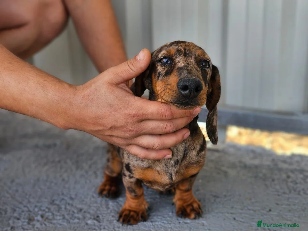 Teckel Miniatura perros en venta: Disponible Teckels Hembra de Calidad  - Anuncio 15