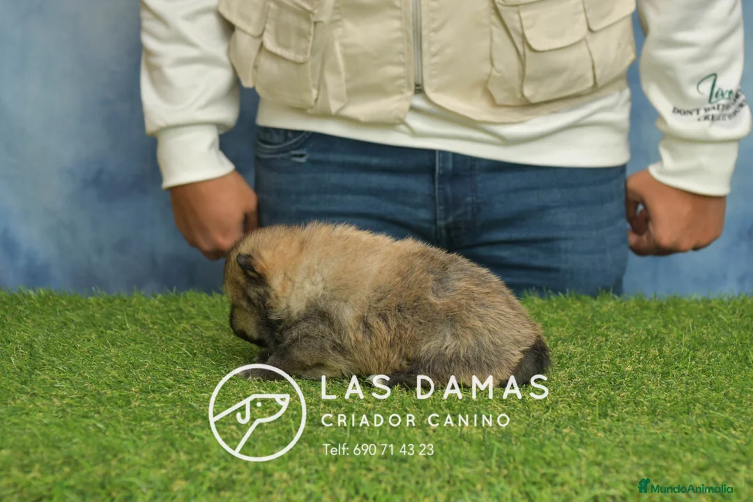 Pomerania perros en venta: Pomeranias hembras disponibles - Anuncio 4