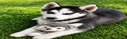 Husky Siberiano perros en venta: Husky macho  - Anuncio 5