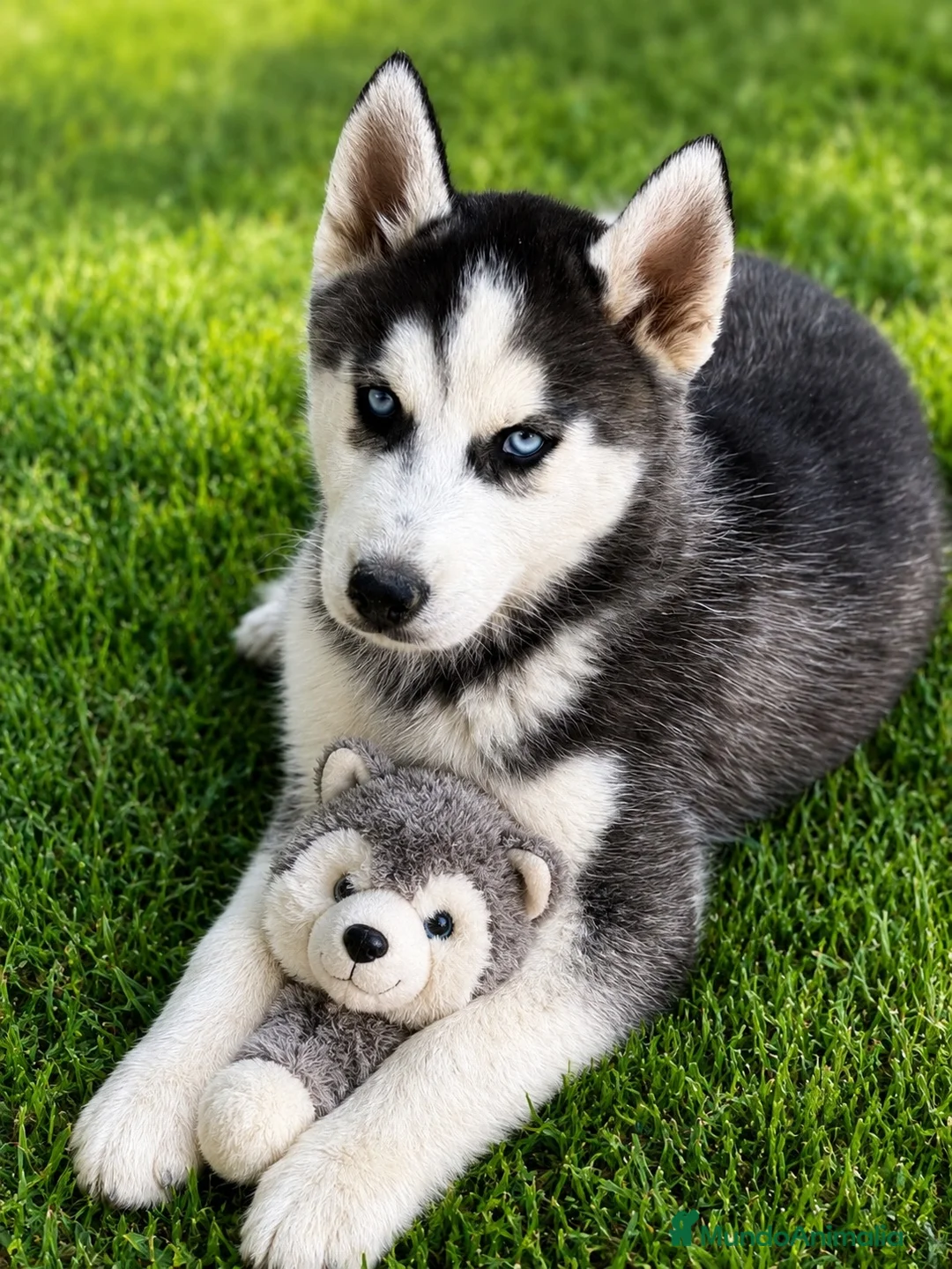 Husky Siberiano perros en venta: Husky macho  - Anuncio 5