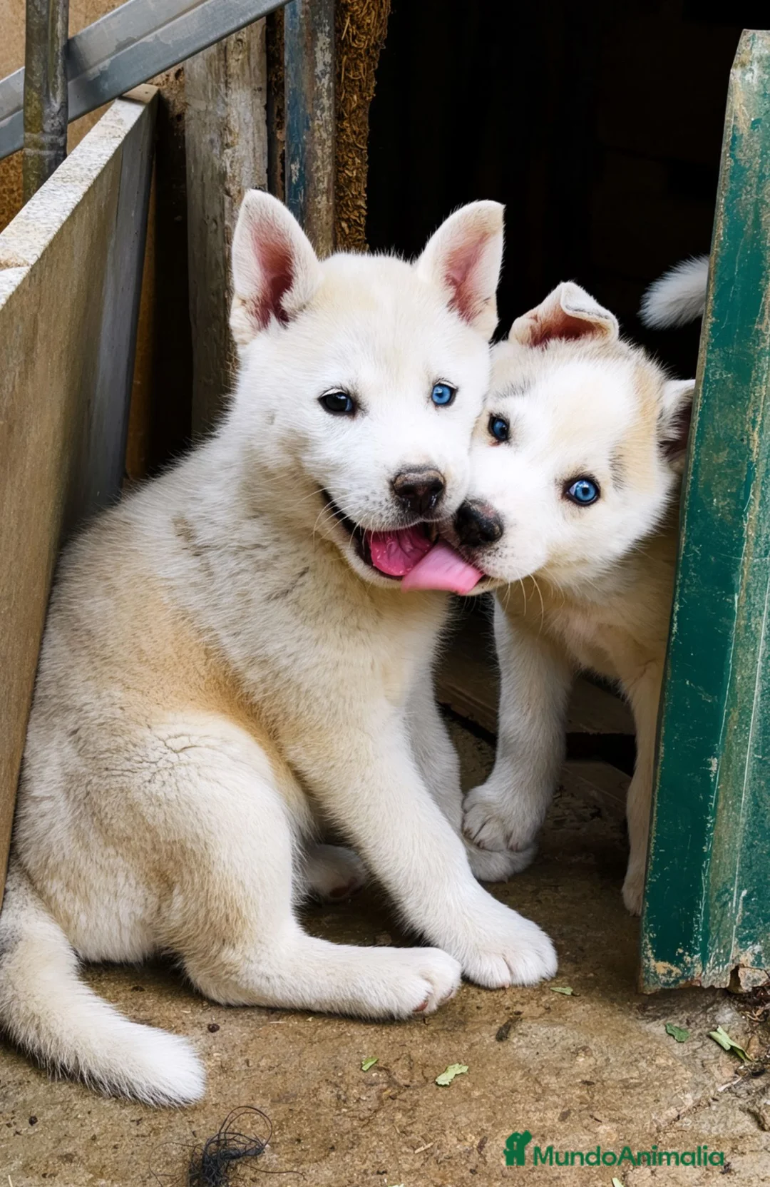 Husky Siberiano perros en venta: HUSKY SIBERIANO  en Madrid - Anuncio 2