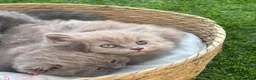 Británico de Pelo Corto Azul gatos en venta: British Blue y Lilac - Anuncio 4