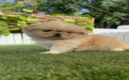 Pekinés perros en venta: PEKINES IMPERIAL HEMBRA - Imagen 6