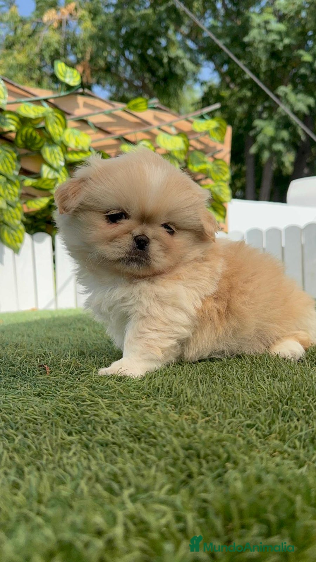 Pekinés perros en venta: PEKINES IMPERIAL HEMBRA - Imagen 6