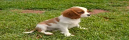 Cavalier King Charles Spaniel perros en venta: Cavalier  - Anuncio 2
