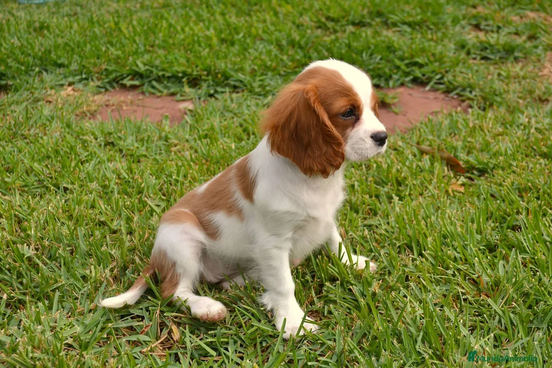 Cavalier King Charles Spaniel perros en venta: Cavalier  - Anuncio 2