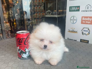 Pomerania perros en Almería - Anuncio 18