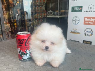 Pomerania perros Camadas de pomeranias en Almería - Anuncio 36