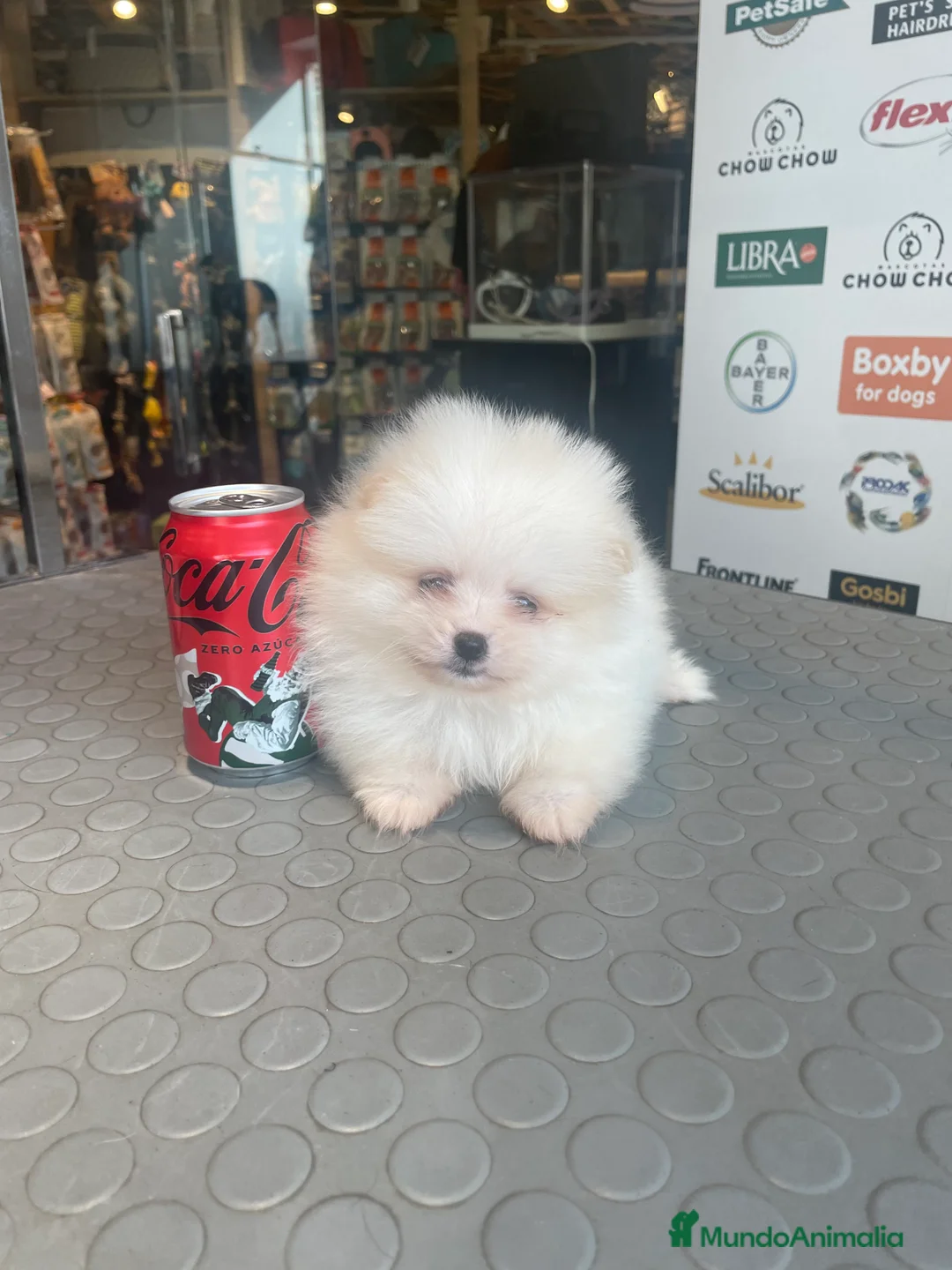 Pomerania perros en venta: Camadas de pomeranias en Almería - Anuncio 1