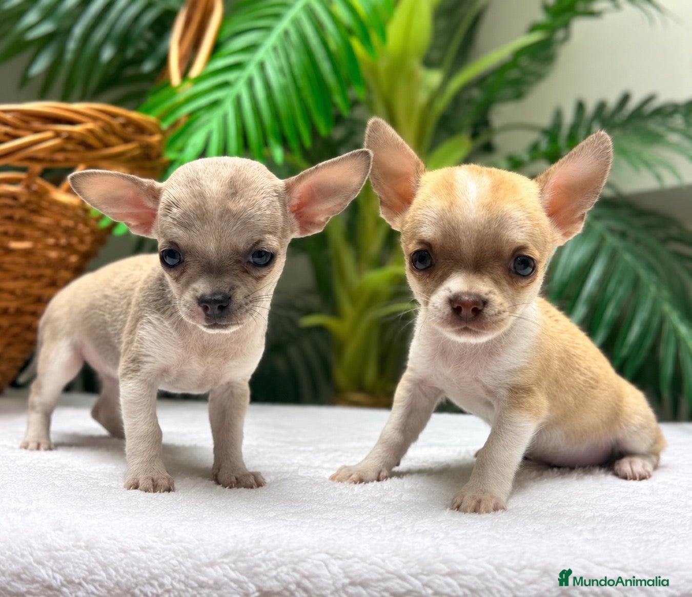 Chihuahua perros  🐾 DOS PRECIOSAS CHIHUAHUAS HEMBRAS 🐾 - Anuncio 1
