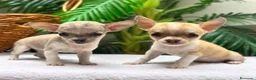 Chihuahua perros en venta:  🐾 DOS PRECIOSAS CHIHUAHUAS HEMBRAS 🐾 - Anuncio 1