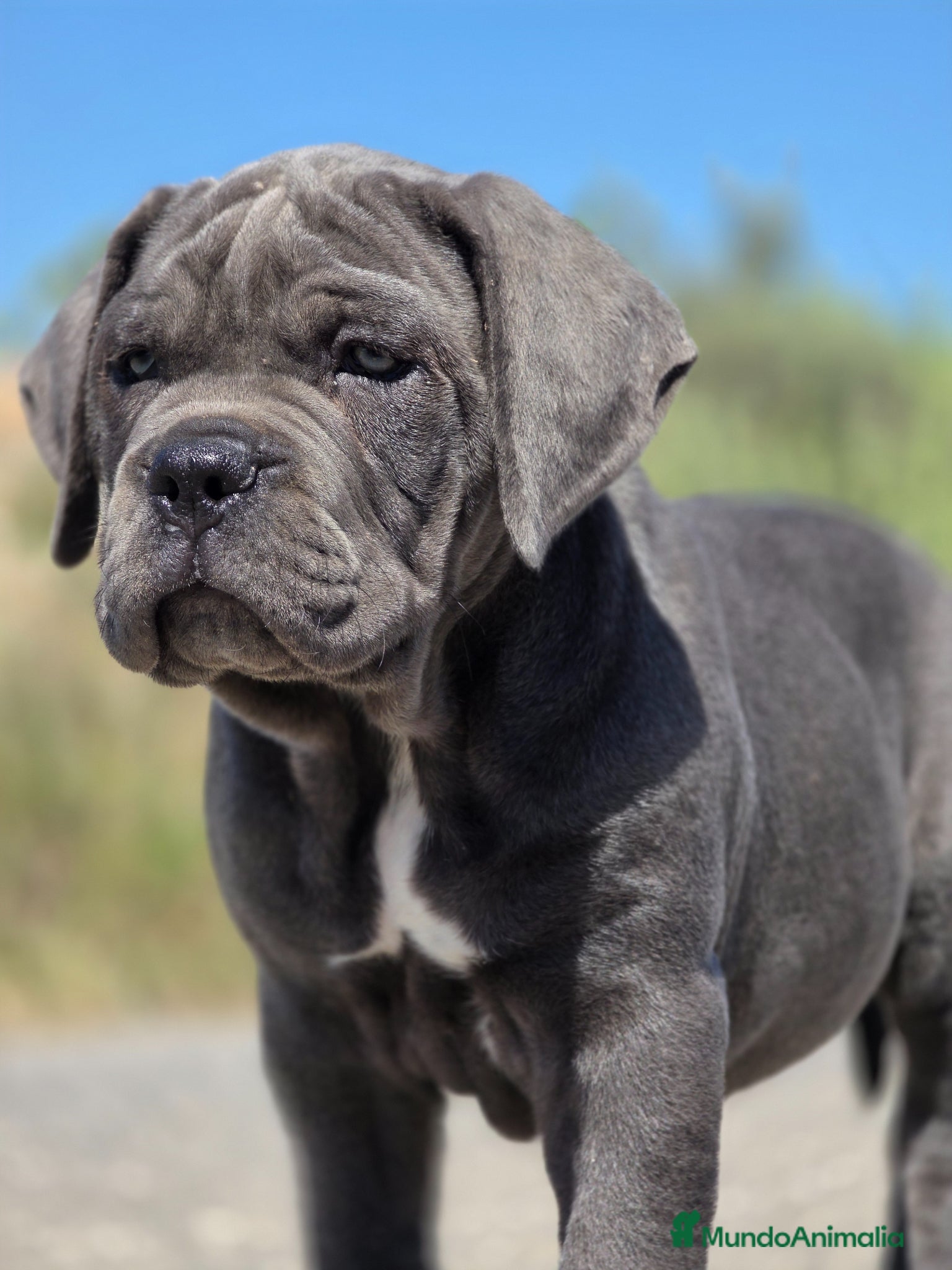 Cane Corso perros Cachorro de Cane Corso - Anuncio 25