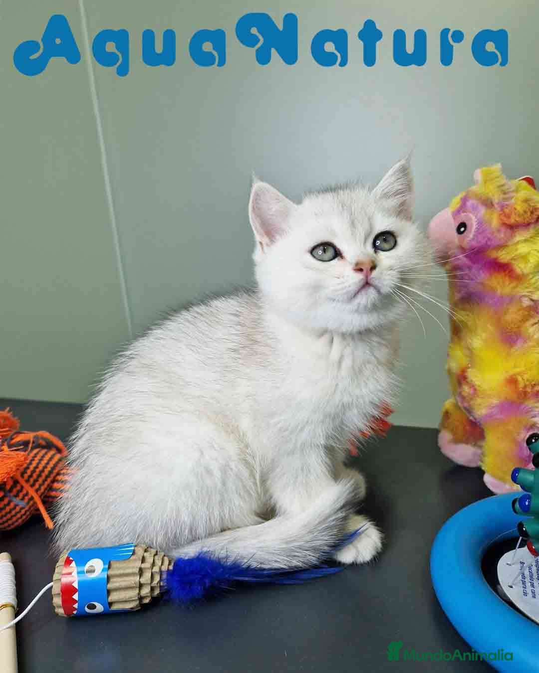 Británico de Pelo Corto gatos en venta: British Macho 7791 AQUANATURA - Anuncio 6