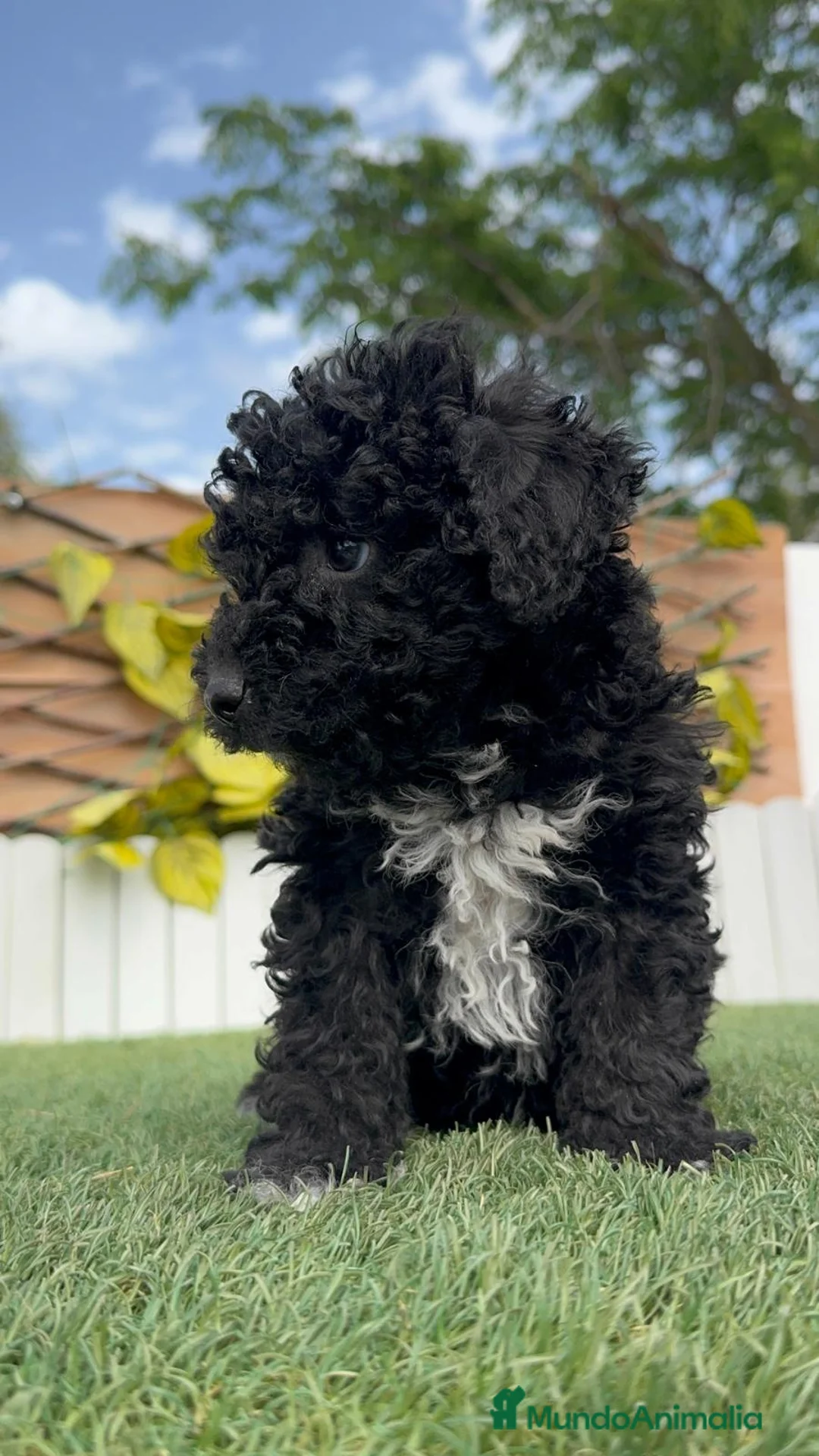 Perro de Agua Español perros en venta: PERRO DE AGUA ESPAÑOL - Anuncio 2