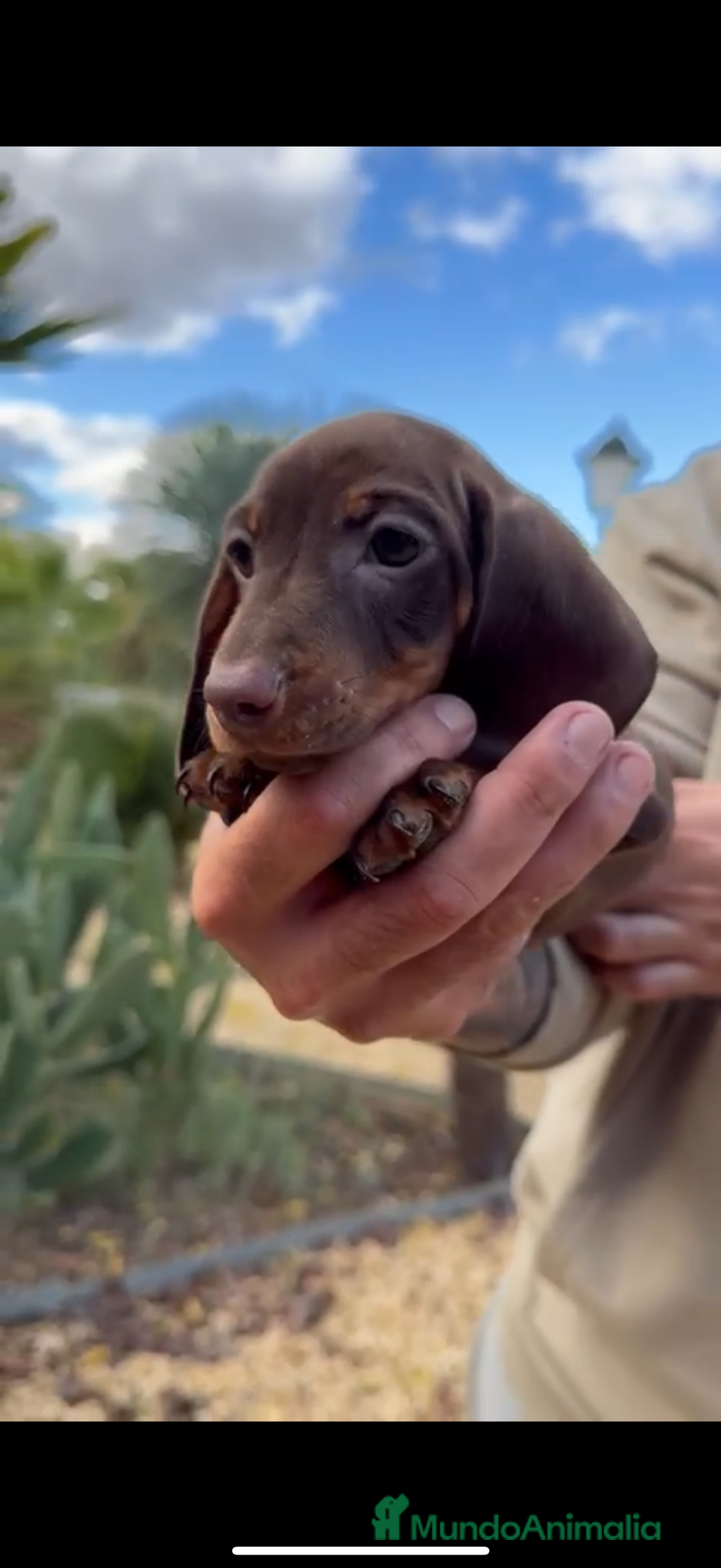 Teckel perros en venta: MACHO TECKEL KANINCHEN  - Anuncio 2