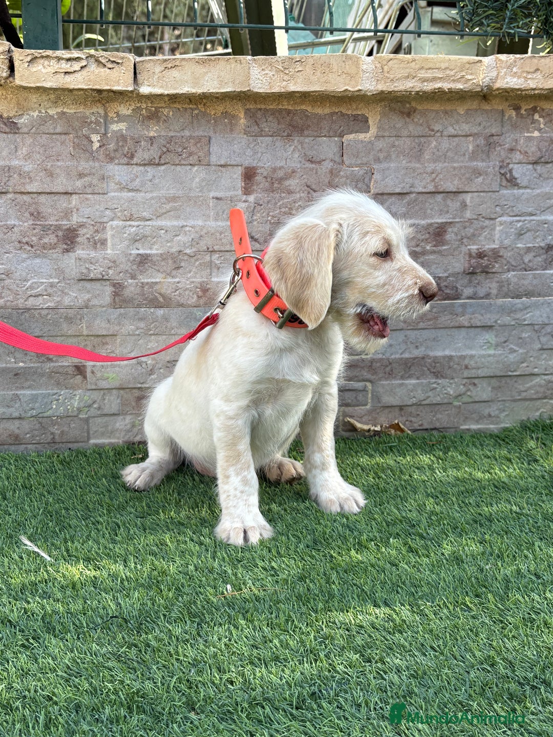 Braco Alemán de Pelo Duro perros en venta: Disponible hembra braco alemán  - Anuncio 2