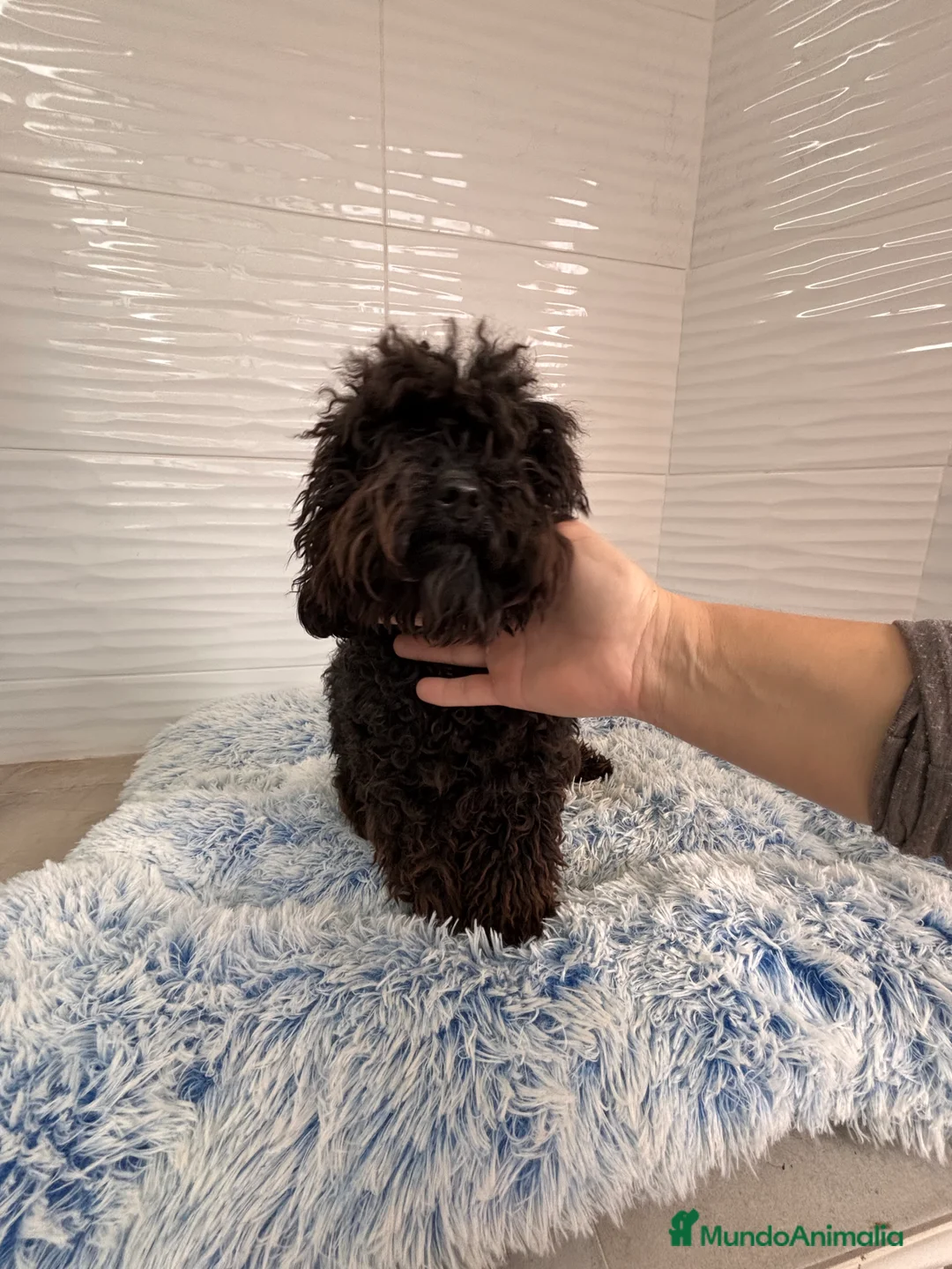 Caniche Toy perros en venta: CANICHE TOY NEGRO - Anuncio 1