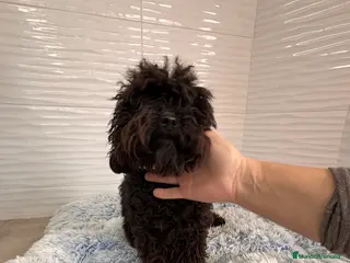 Caniche Toy perros CANICHE TOY NEGRO - Anuncio 1