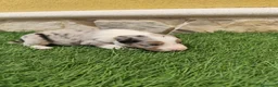 Border Collie perros en venta: Border collie merle choco en Valencia - Anuncio 17