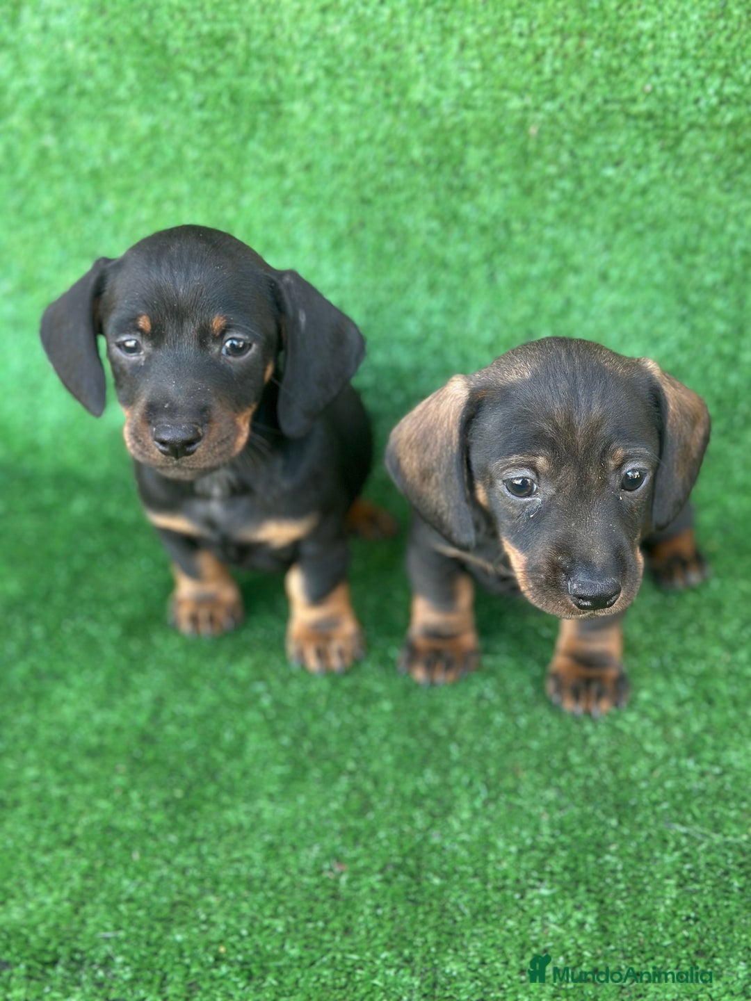 Teckel Miniatura perros en venta: Teckel  - Anuncio 2