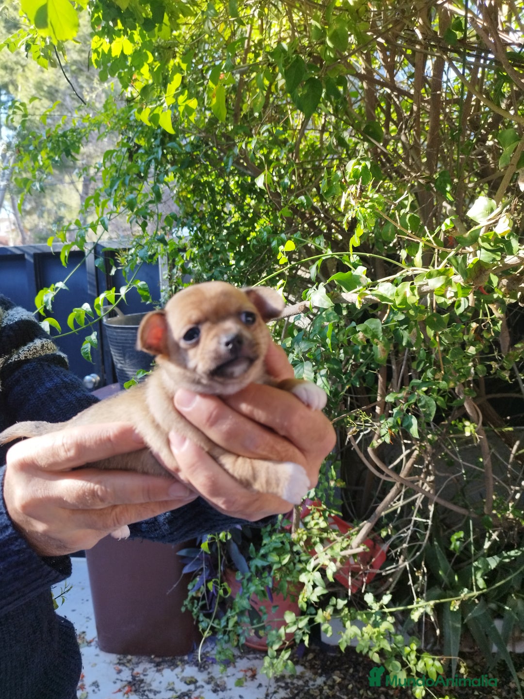 Chihuahua perros en venta: CHIHUAHUAS EXCLUSIVOS - Anuncio 4