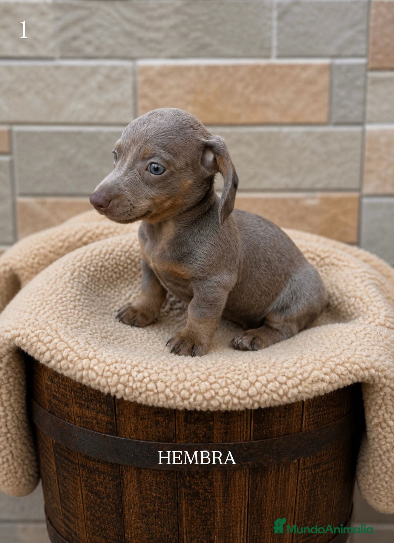Teckel Miniatura perros Teckel mini lilac - Anuncio 4