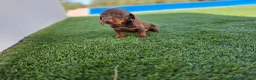 Teckel Miniatura perros en venta: TECKEL KANNINCHEN  - Anuncio 3