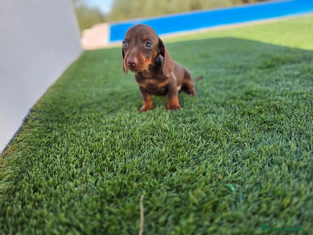 Teckel Miniatura perros en venta: TECKEL KANNINCHEN  - Anuncio 3