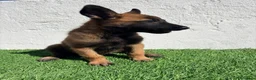 Pastor Belga Malinois perros en venta: Pastor Belga Malinois - Anuncio 15