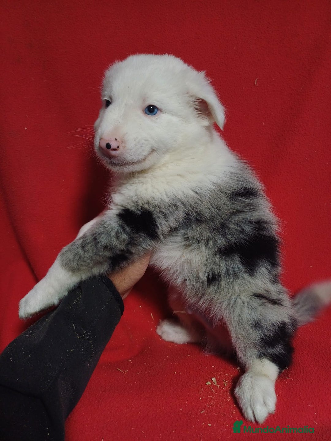 Border Collie perros en venta: Border Collie Merle  - Imagen 2