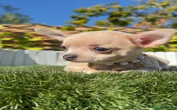 Chihuahua perros en venta: CHIHUAHUA HEMBRA - Anuncio 3